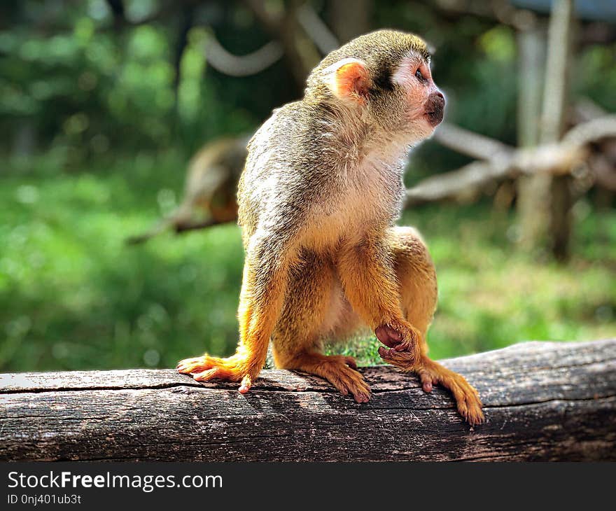 Fauna, Mammal, Squirrel Monkey, New World Monkey