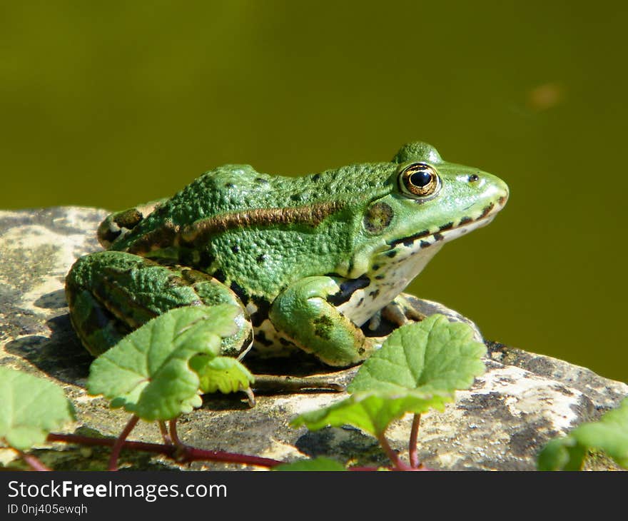 Toad, Amphibian, Frog, Ranidae