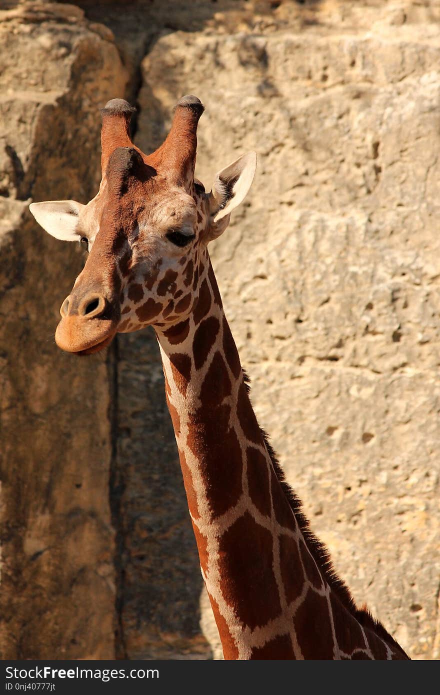 Giraffe, Terrestrial Animal, Wildlife, Giraffidae