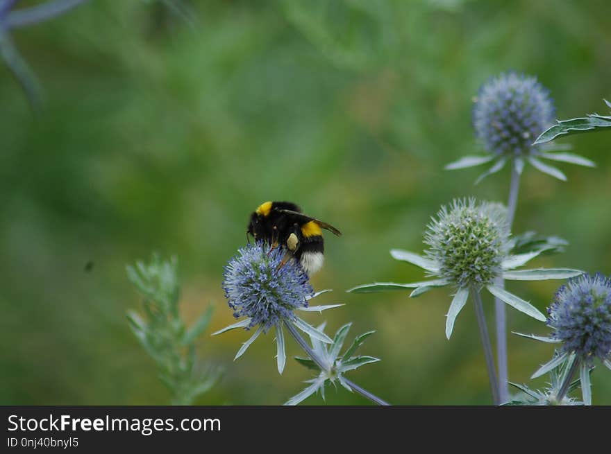 Bee, Bumblebee, Nectar, Insect