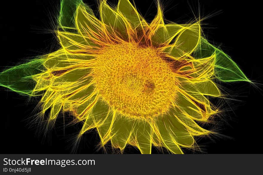 Yellow, Flower, Close Up, Flora