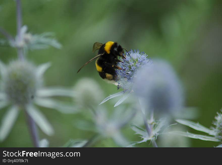 Bee, Bumblebee, Insect, Nectar