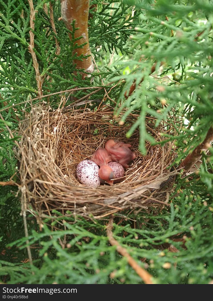 Nest, Bird Nest, Bird, Egg