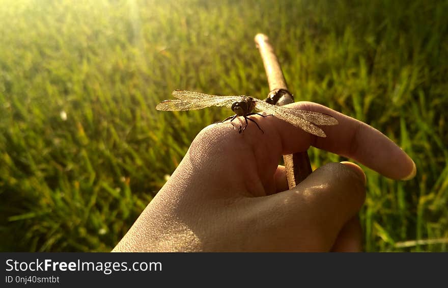 Insect, Grass, Invertebrate, Close Up