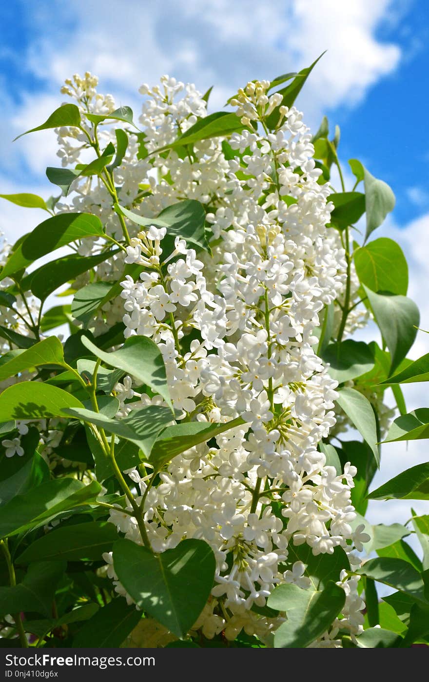 Plant, Nannyberry, Flower, Spring