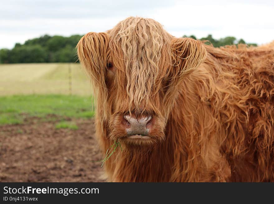 Cattle Like Mammal, Horn, Highland, Cow Goat Family