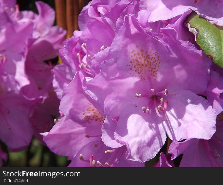 Flower, Pink, Plant, Woody Plant