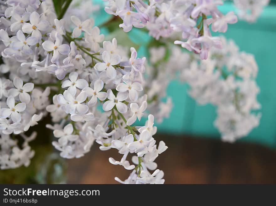 Flower, Spring, Blossom, Branch