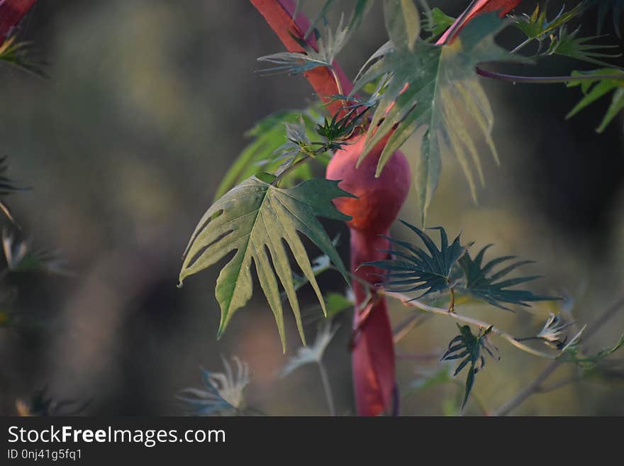 Flora, Vegetation, Plant, Branch