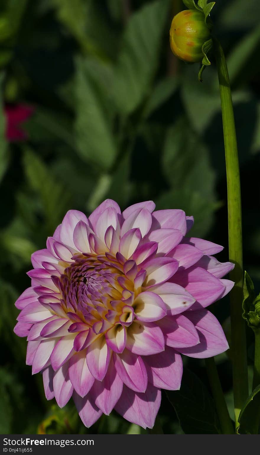 Flower, Flora, Plant, Purple