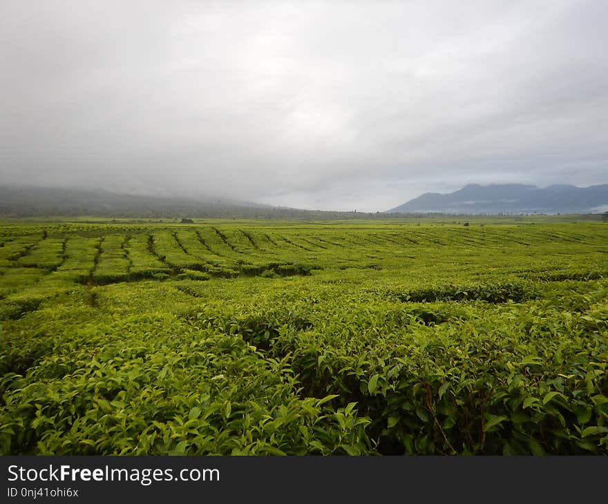 Highland, Vegetation, Grassland, Hill Station