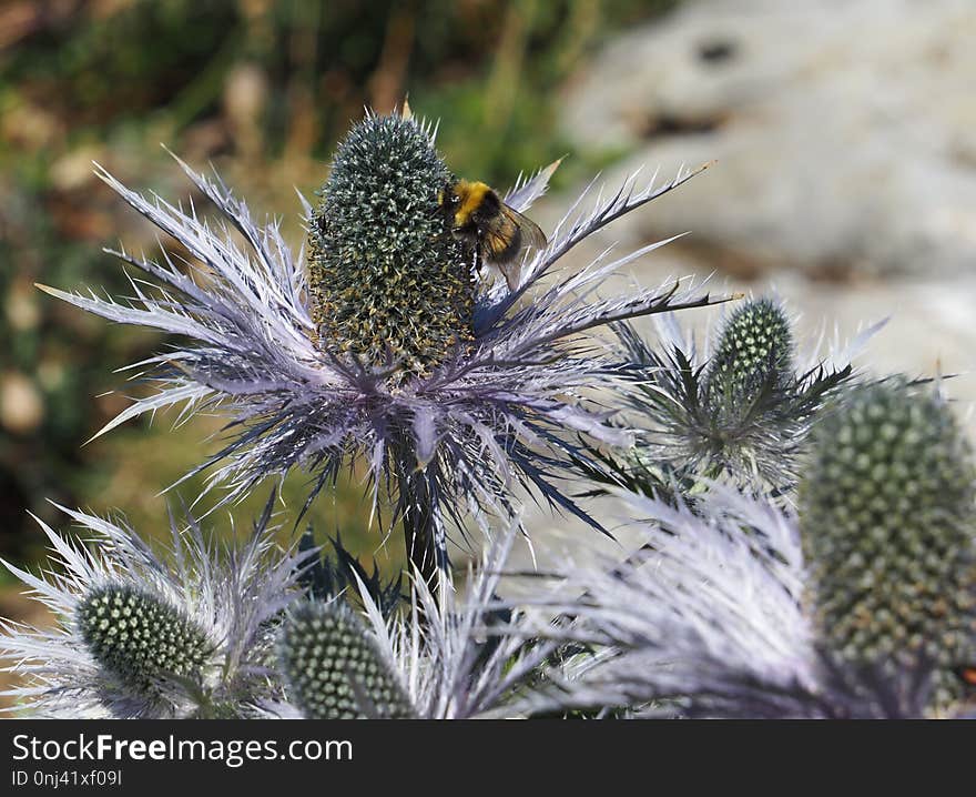 Plant, Flora, Vegetation, Flower