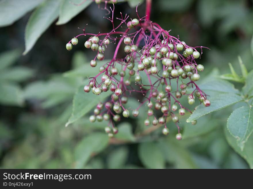 Plant, Flora, Elderberry, Subshrub