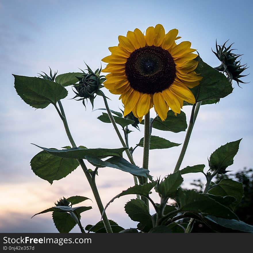 Flower, Sunflower, Yellow, Flowering Plant