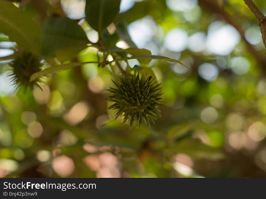 Vegetation, Flora, Branch, Leaf