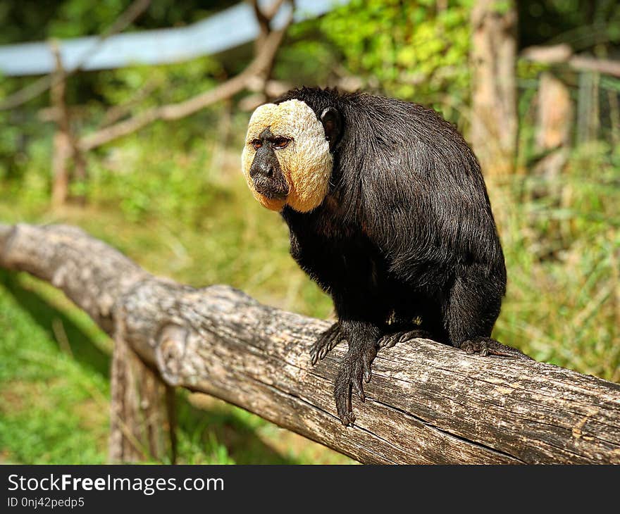 Fauna, New World Monkey, Primate, Marmoset