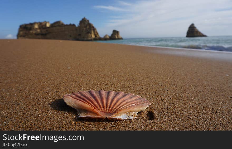 Seashell, Sea, Shore, Sand