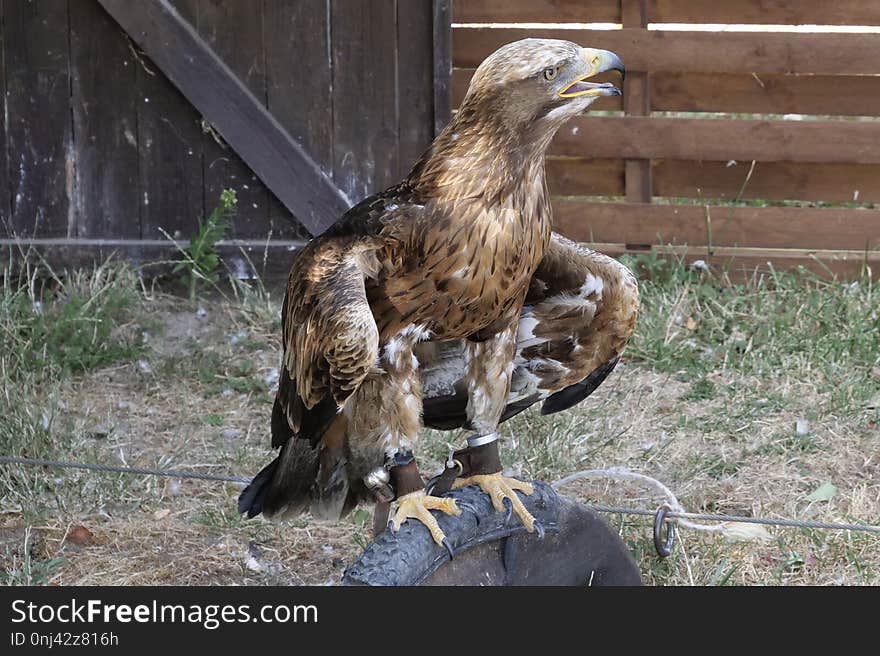 Fauna, Bird Of Prey, Beak, Bird