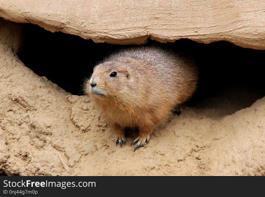 Fauna, Mammal, Prairie Dog, Beaver