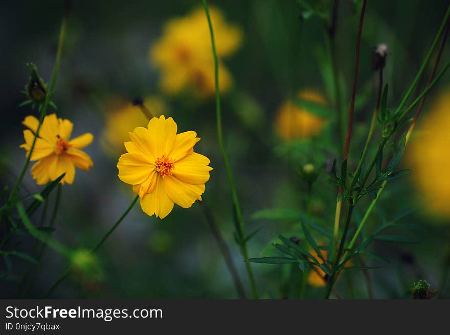 Yellow Starship flower macro