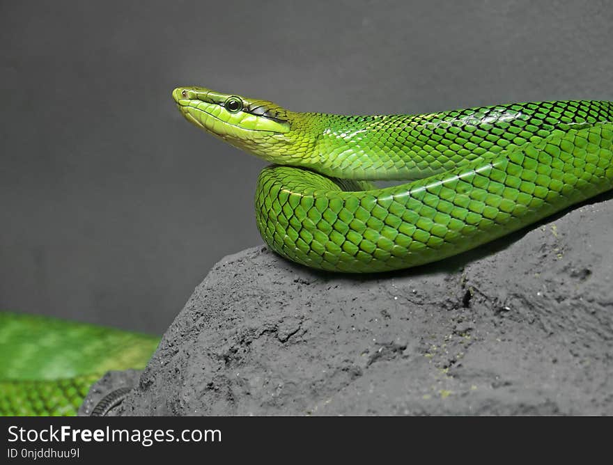 Closeup Red-Tailed Green Ratsnake Coiled on The Rock