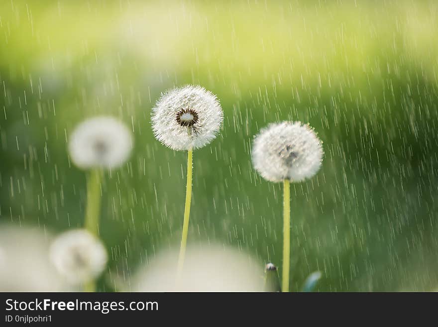 White fluffy dandelion flowers on the meadow under the summer rain . A joyous light-hearted mood. Soft selective focus.