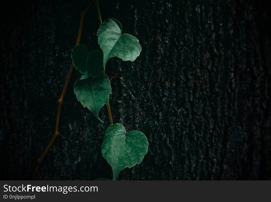 Simple And Low-key Foliage - Plant Background