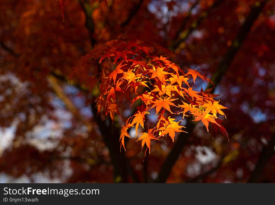 Autumn is one of the most famous seasons to travel in Japan.This picture is Autumn leaves in Nara park,Nara,Japan. Autumn is one of the most famous seasons to travel in Japan.This picture is Autumn leaves in Nara park,Nara,Japan.