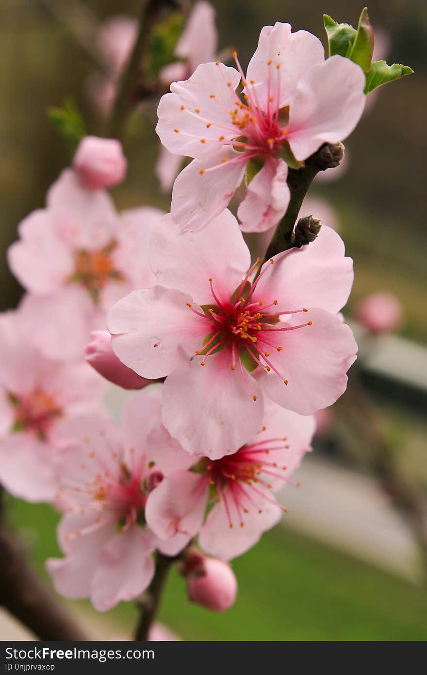 Blossom, Pink, Flower, Spring