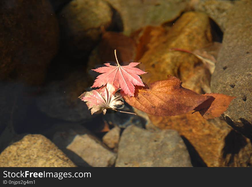 Leaf, Flora, Autumn, Maple Leaf