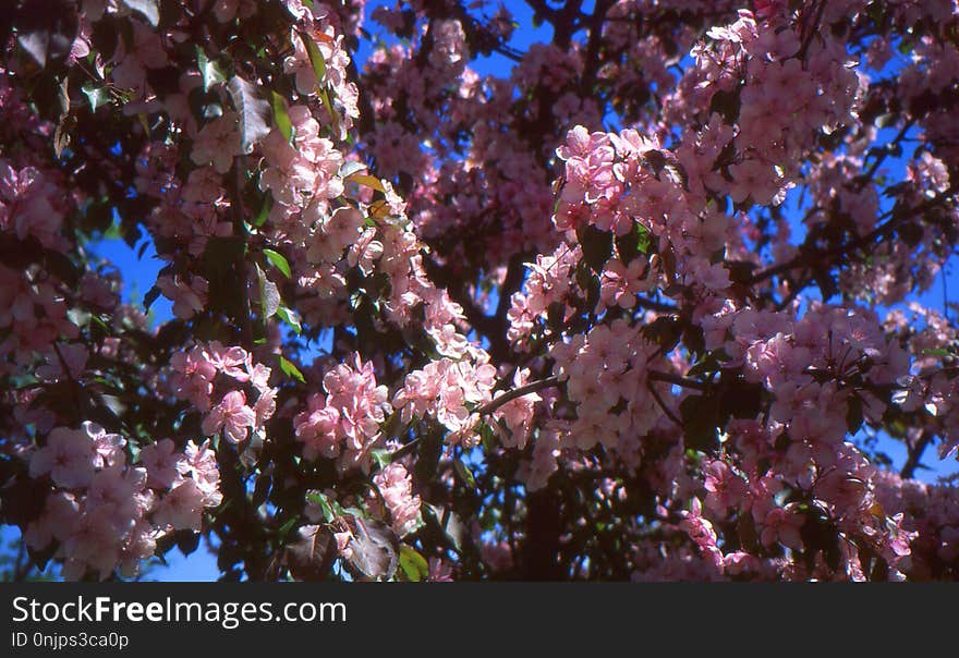 Blossom, Plant, Spring, Branch