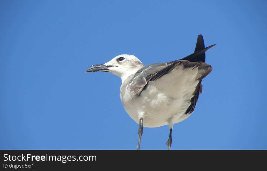 Bird, Sky, Beak, Gull