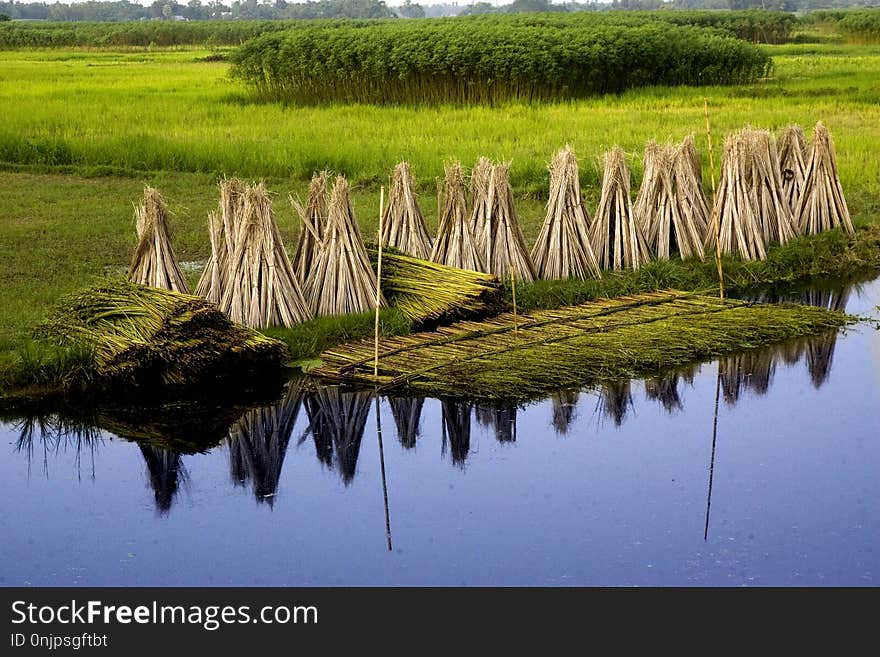 Wetland, Reflection, Marsh, Nature Reserve