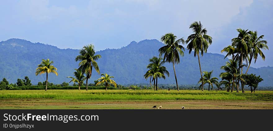 Vegetation, Field, Tree, Grassland