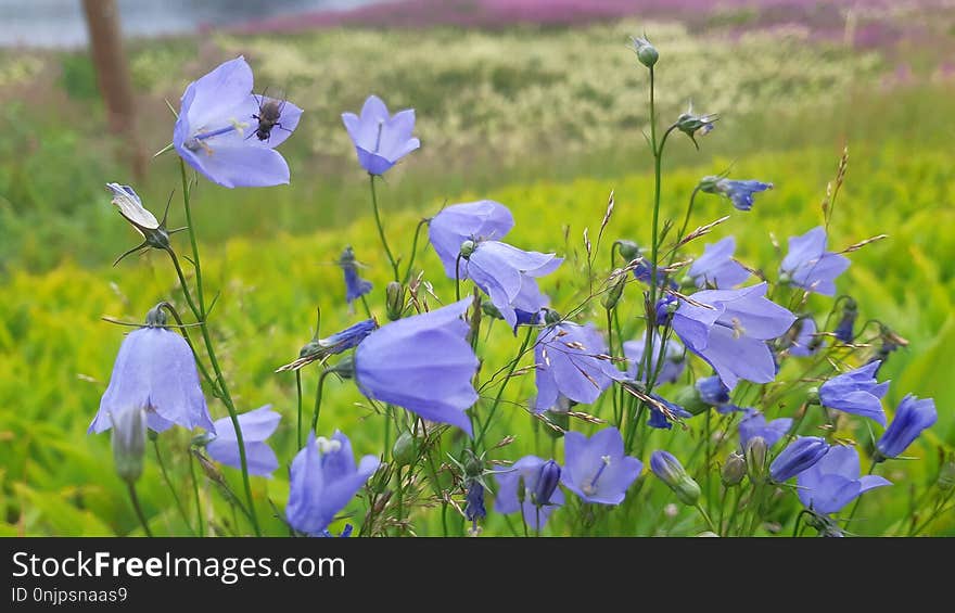 Flower, Blue, Harebell, Wildflower