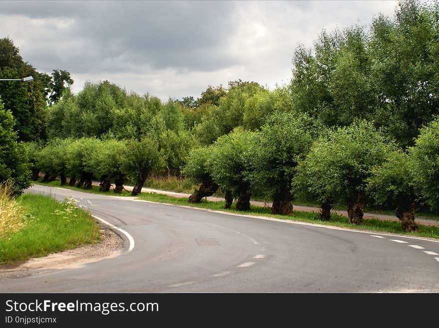 Road, Tree, Sky, Lane