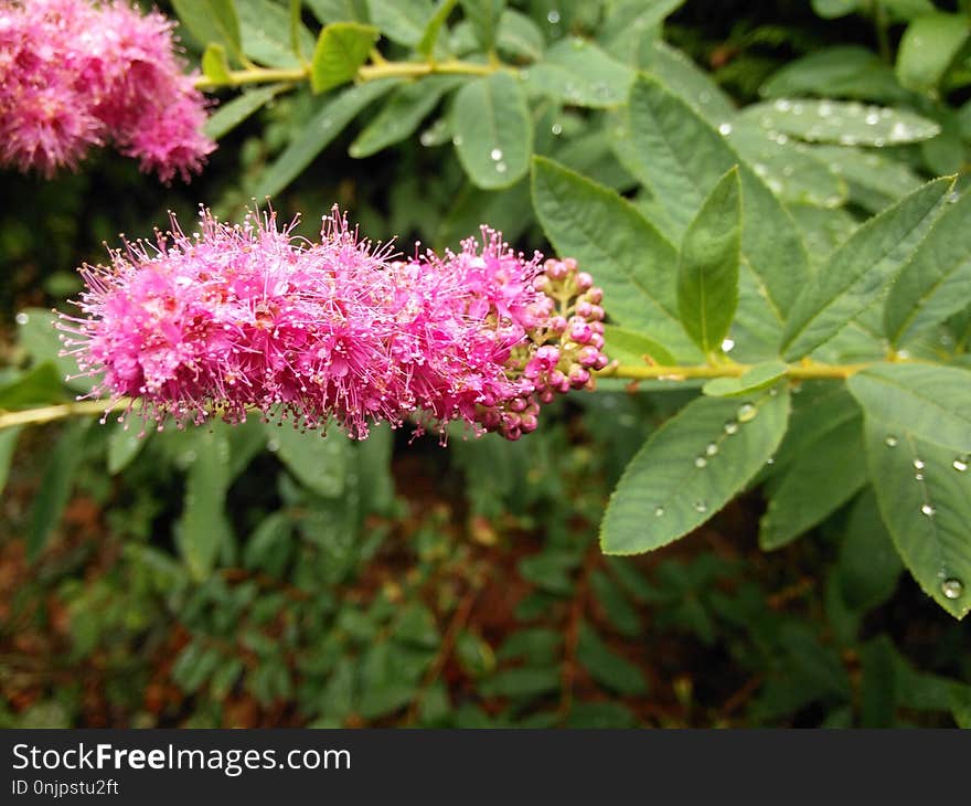 Plant, Flora, Flower, Subshrub