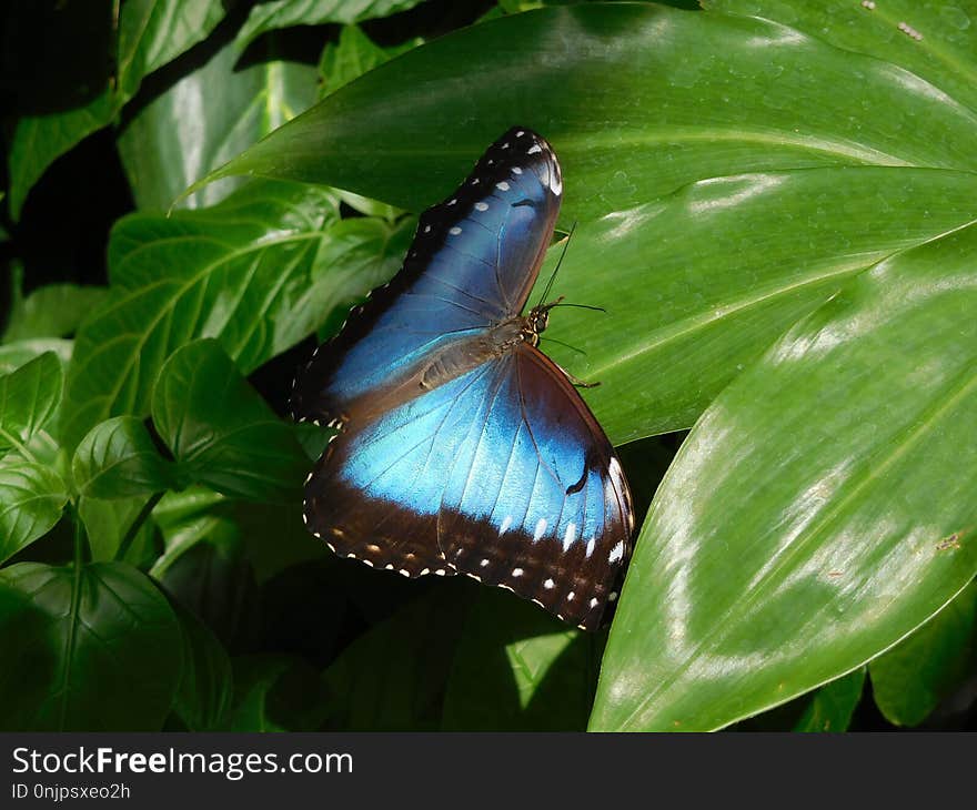 Butterfly, Moths And Butterflies, Insect, Invertebrate