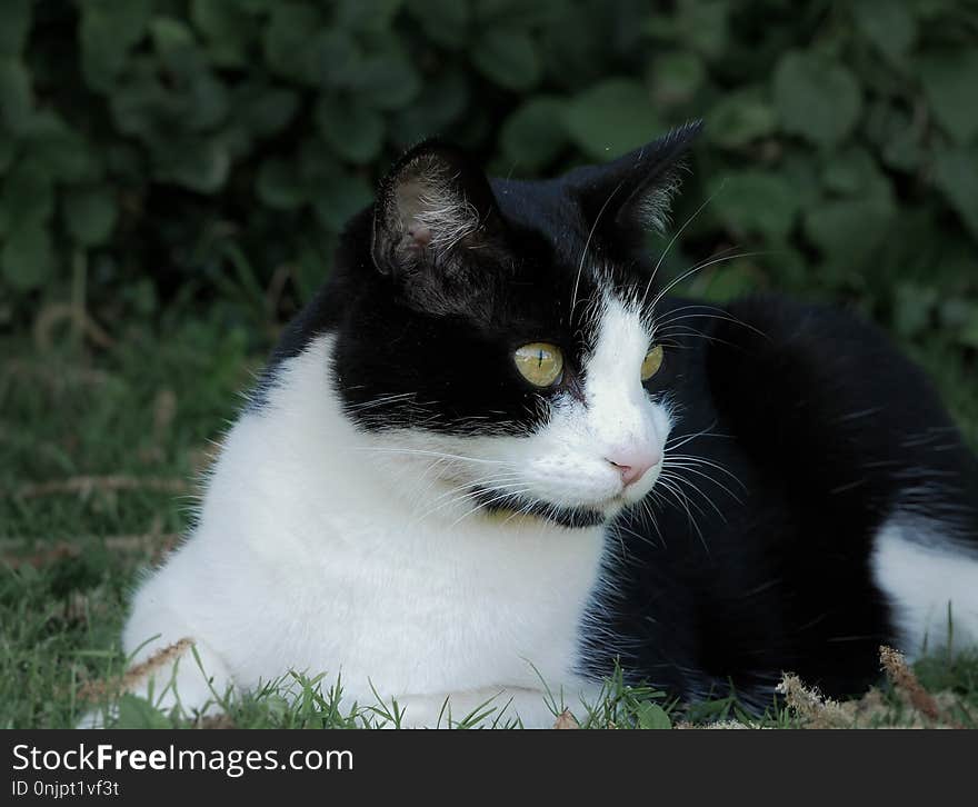 Cat, Whiskers, Fauna, Small To Medium Sized Cats