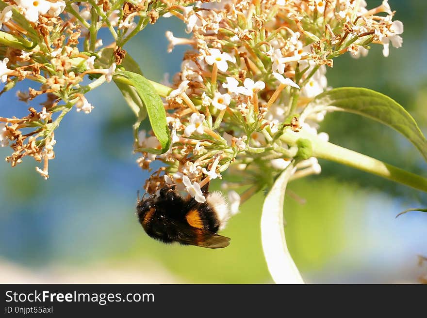 Bee, Insect, Honey Bee, Membrane Winged Insect