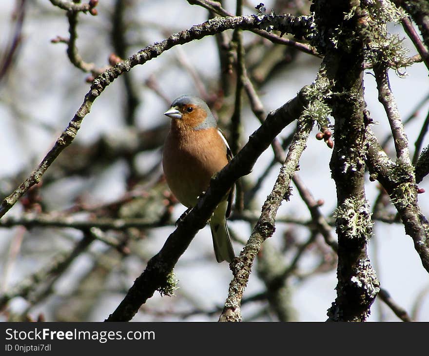 Bird, Branch, Fauna, Beak