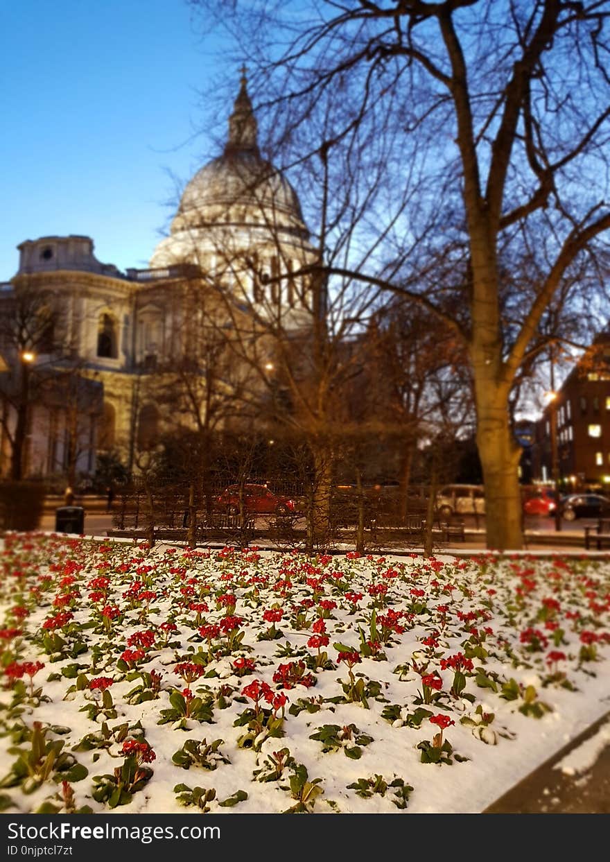 Landmark, Tourist Attraction, Flower, Plant