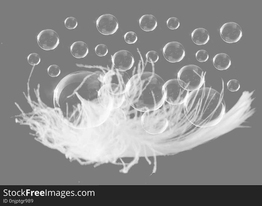 Black And White, Feather, Monochrome Photography, Photography