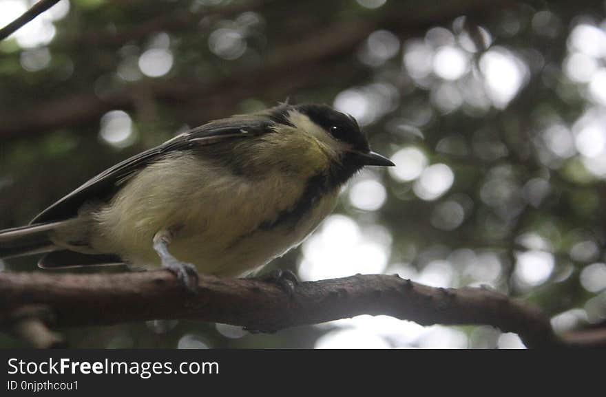 Bird, Fauna, Beak, Branch