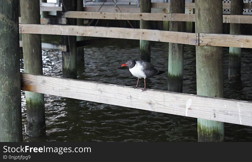 Bird, Water, Fauna, Beak