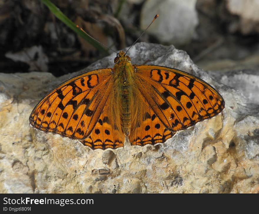 Butterfly, Moths And Butterflies, Insect, Invertebrate