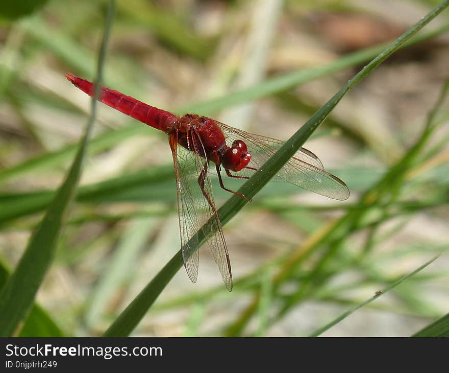 Dragonfly, Insect, Dragonflies And Damseflies, Invertebrate