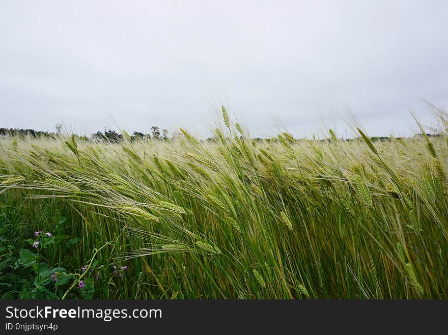 Ecosystem, Grass, Vegetation, Grass Family