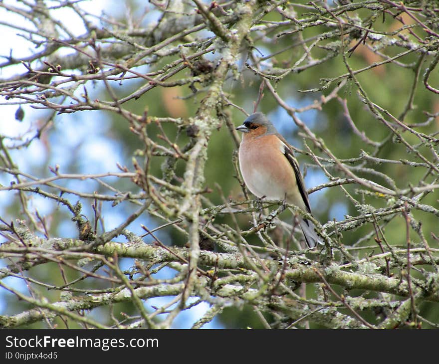 Bird, Fauna, Beak, Branch