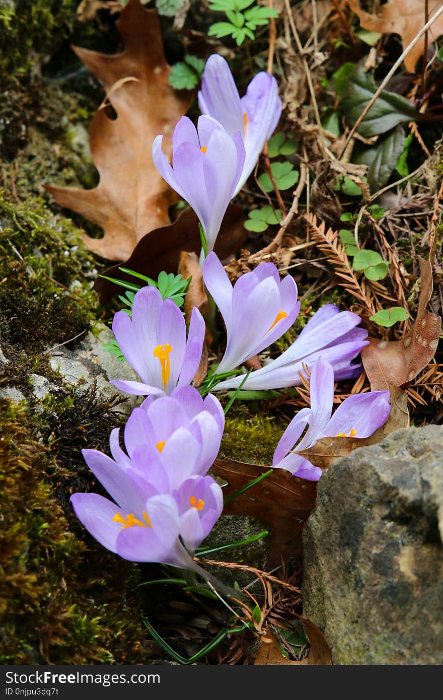 Flower, Plant, Flowering Plant, Flora